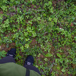 Botanically Diverse Foot Selfie In Badoura Jack Pine Woodland SNA.