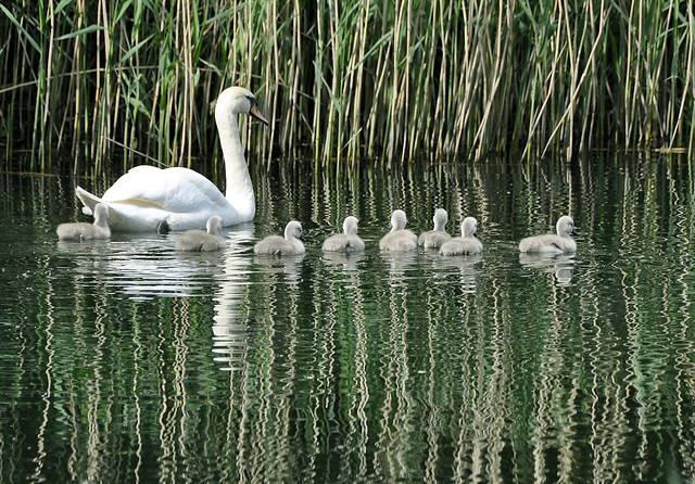 Straiton Swans