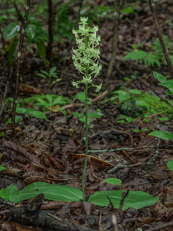 Pad-leaf orchid from a couple of years ago