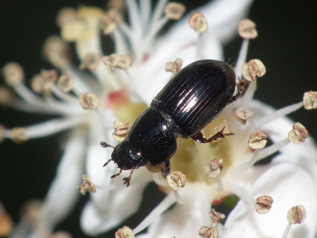 Flickriver: Photoset 'Aphodiidae' by ruiamandrade