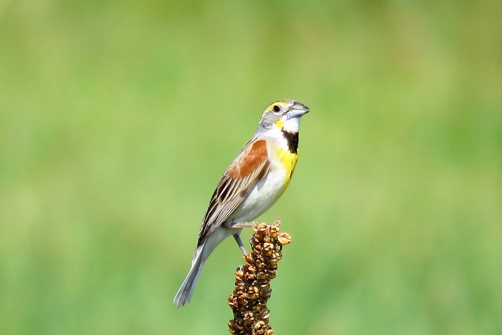 The Summer of the Dickcissel