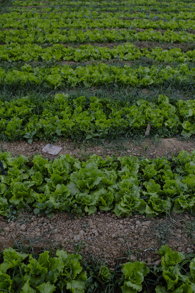 Lettuce growing in the lettuce field. At the village of Kongoussi, gardening area, near Lake Bam. Maize, cabbage, lettuce, potatoes,...