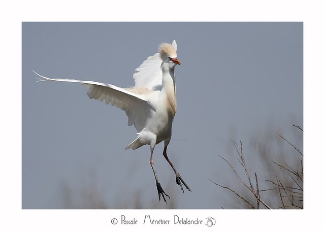 Héron garde-boeufs -  Bubulcus ibis - Western Cattle Egret