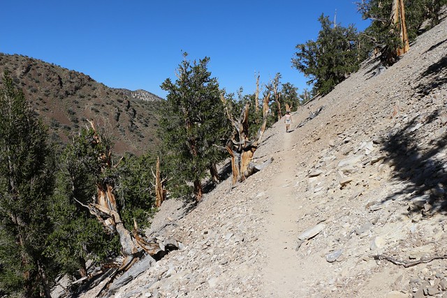 2751 Steep-sided canyon on the Methuselah Trail