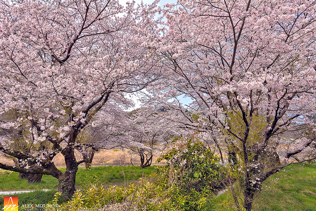 Sakura-Orchard