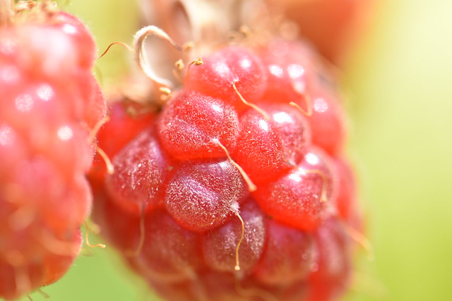 Raspberry - Himbeere