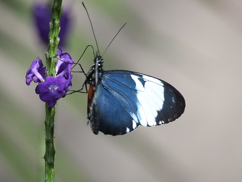 butterfly cydnolongwing heliconiuscydno niagarafallsbutterfyconservatory niagarafalls ontario canada