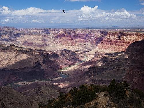 grand canyon national park arizona united states america desert colorado river butte raven