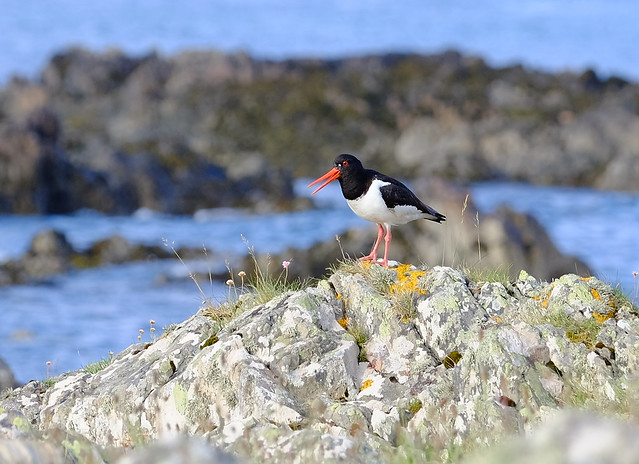 Oyster Catcher  Explored