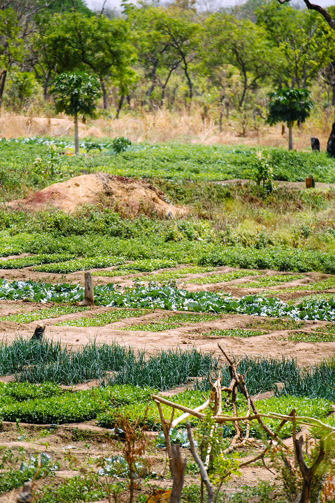 Vegetable gardens by the local reservoir near Zorro village, Burkina Faso.