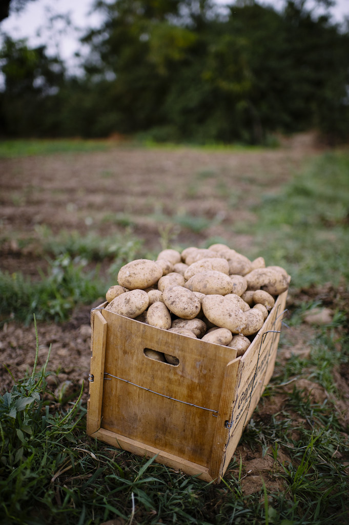 A box of harvested potatoes. At the village of Kongoussi, gardening area, near Lake Bam. Maize, cabbage, lettuce, potatoes, beans...