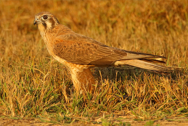 Brown Falcon in the late afternoon glow.
