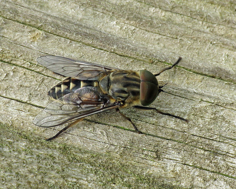 Large Marsh Horsefly - Tabanus autumnalis