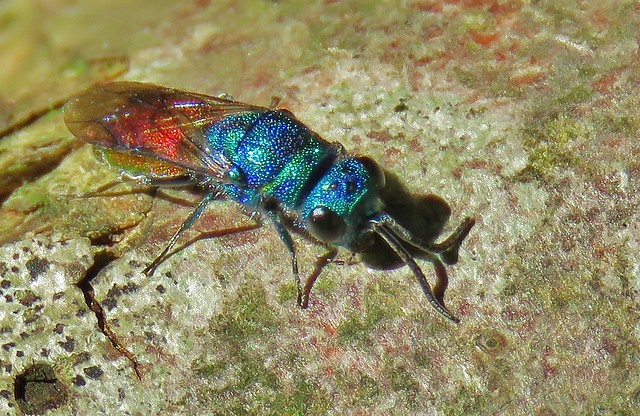 Ruby Tailed Wasp