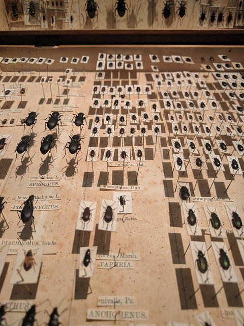 Insect Collection at Kelvingrove Art Gallery and Museum