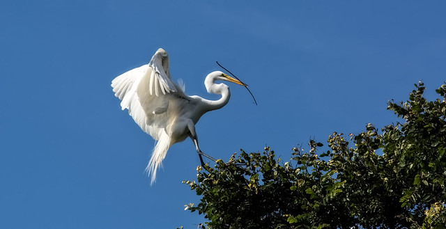 DFW Egret