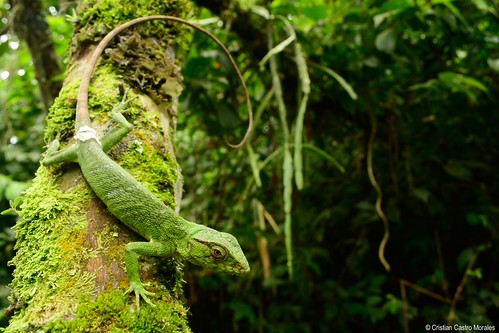 Polychrus Map Polychrus marmoratus (Common Monkey Lizard) | Polychrus marm… | Flickr
