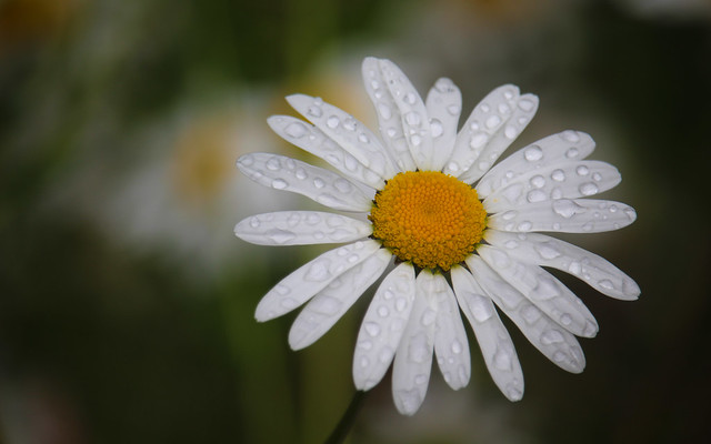 Rainy Daisy (173/365)