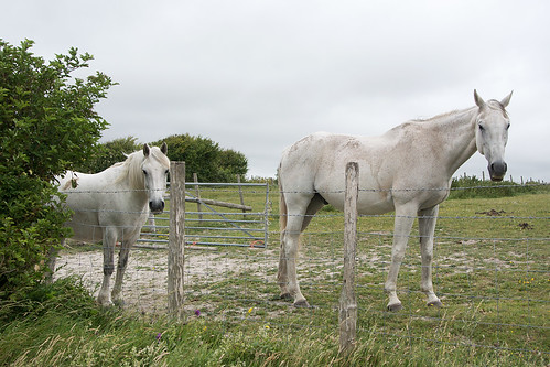 Horses Southease to Seaford