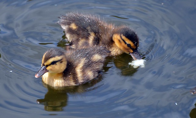 1 or 2 Day old Baby Mallard Ducks  (1)