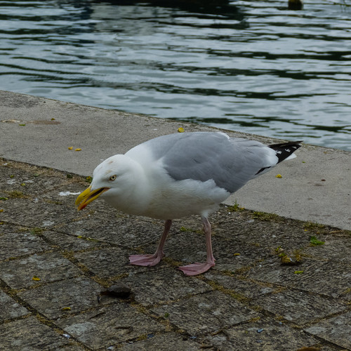 Herring gull, eating small crab