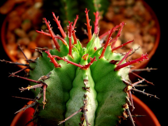 Euphorbia horrida Boiss.
