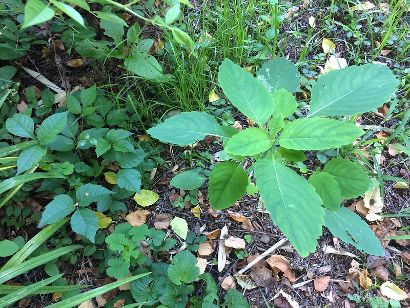 Weed of the Month Poison Ivy Brooklyn Botanic Garden