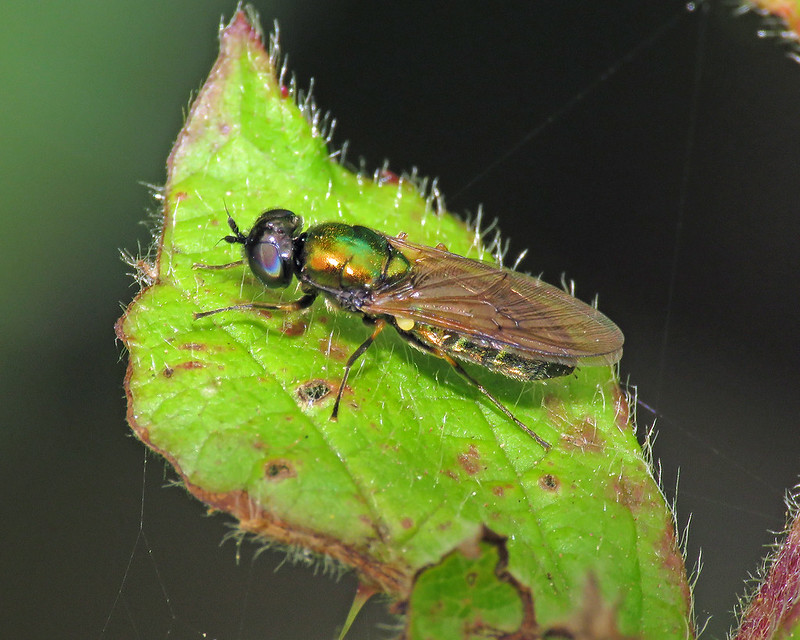 Broad Centurian - Chloromyia formosa