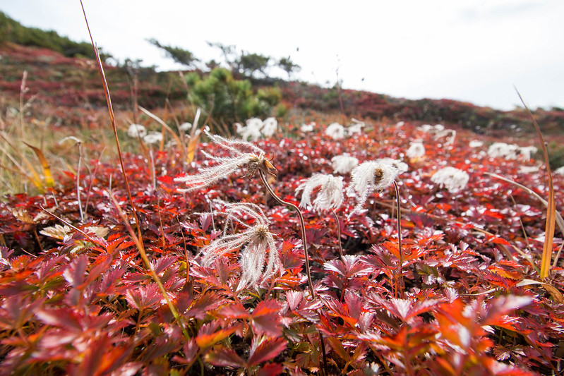 20150918-大雪山黒岳-0458.jpg