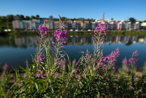 flowers dof bokeh depth nature blur summer russia irkutsk angara siberia river water cityscape landscape
