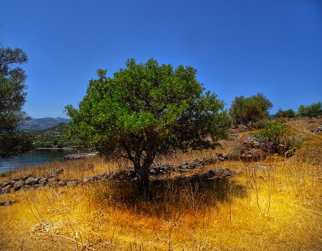 Gold,green and blue in nature..Tsonia beach Lesvos Greece