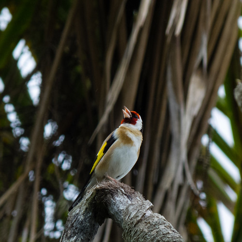 Goldfinch in a palm tree