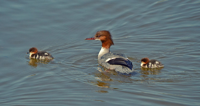 Happy family. Goosander with the ducklings... #Helsinki #Finland #Spring