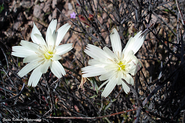 Desert Chicory Blossoms