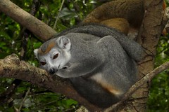 Lemurs Ankara National Park