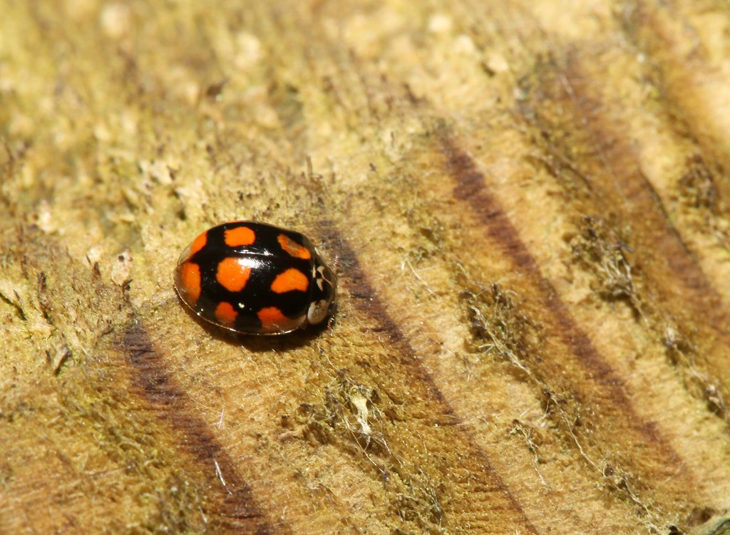 Adalia decempunctata, la coccinelle à dix points ou ten-spot ladybird.