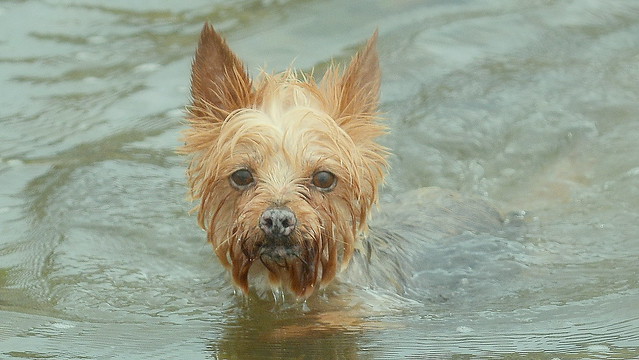 Top Swimming Dog ..