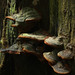 Mushrooms growing on a tree trunk