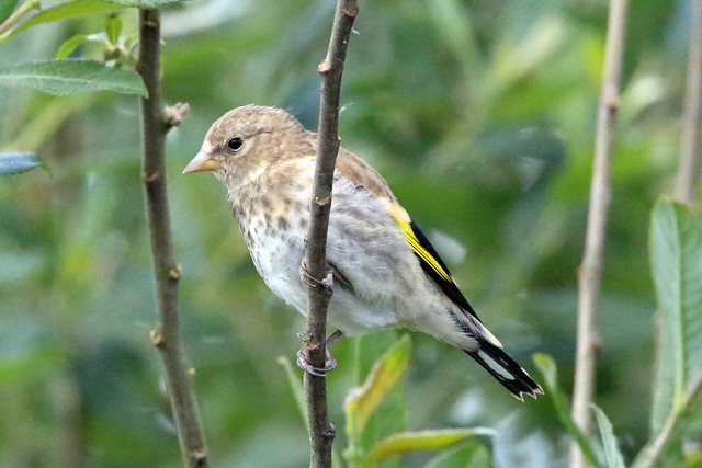 Goldfinch (juvenile)