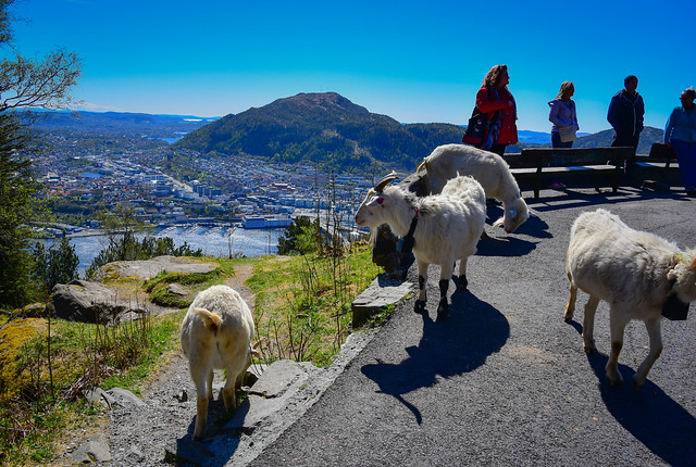 Mountain Goats on Mt Fløyen Bergen Norway