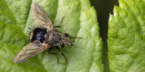 kh0831 maine insect fly thousandplus diptera smithsonian smithsonian2018