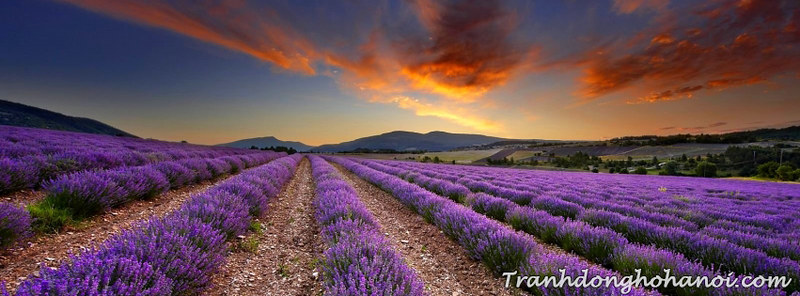 Phong cảnh đồng hoa oải hương đẹp làm ảnh bìa facebook | Flickr