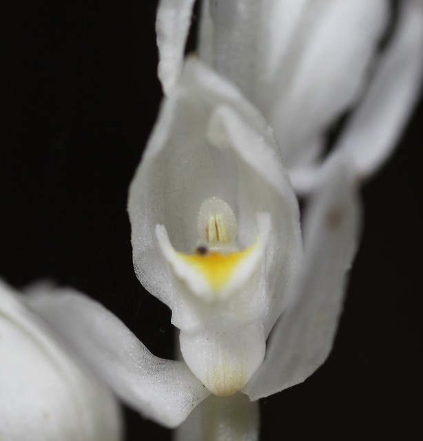 Phantom Orchid