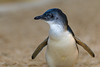 Image: Profile of a Little Penguin