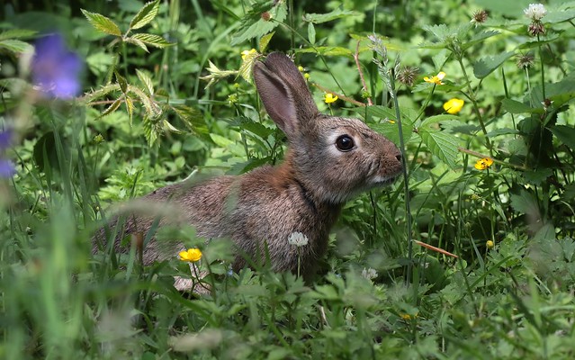 Rabbit      (Oryctolagus cuniculus)