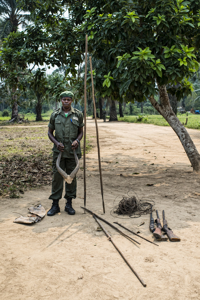 Hunting instruments seized by forest guards in the village of Pona in the Tumba – Ledima Reserve, Democratic Republic of...