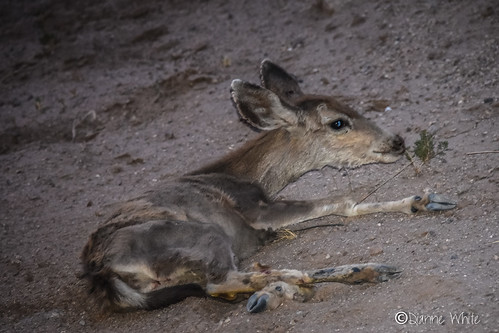 ©diannewhite nikond7200 sahuarita arizona wildlife deer injured