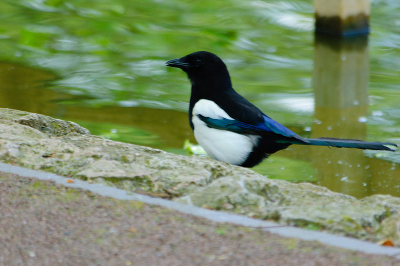 Magpie by boating lake, West Park