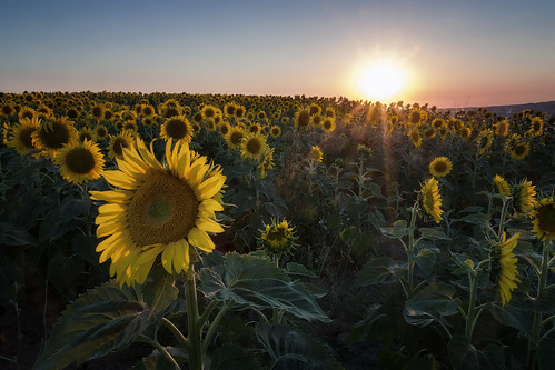 sunflowers girasoli sole sun tramonto sunset field campo raggi rays sunbeams