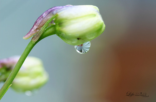Reflection | by Life, unscripted Photography
